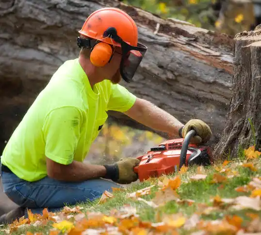 tree services Rocky Boy West